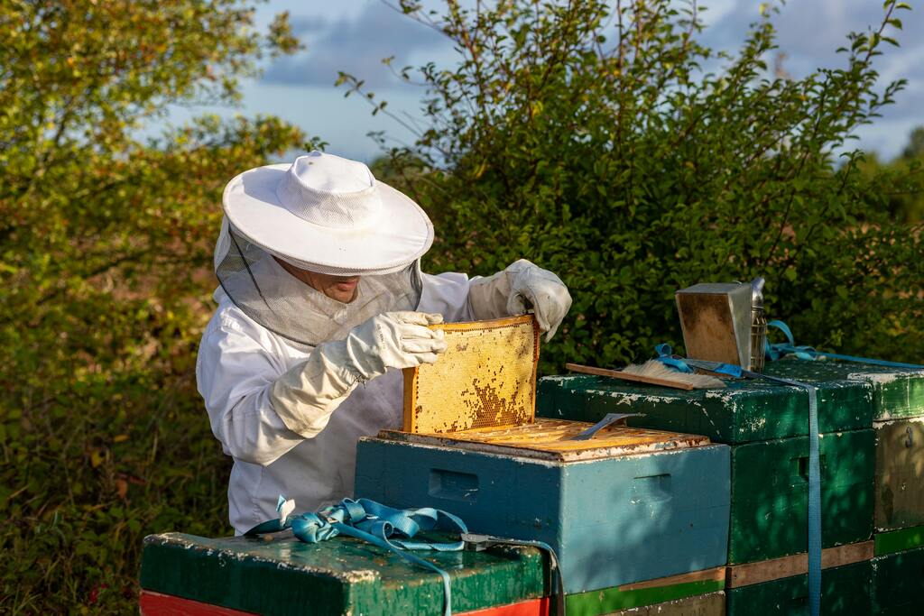 beekeeping inspecting a beehive