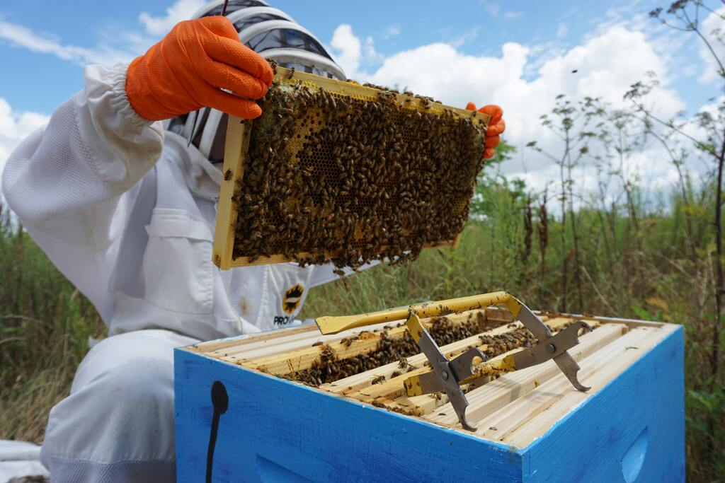 beekeeper doing an inspection on a beehive